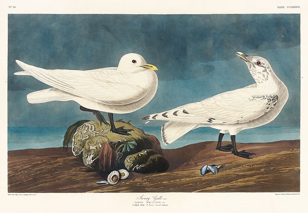 Ivory Gull art print by John James Audubon for $57.95 CAD