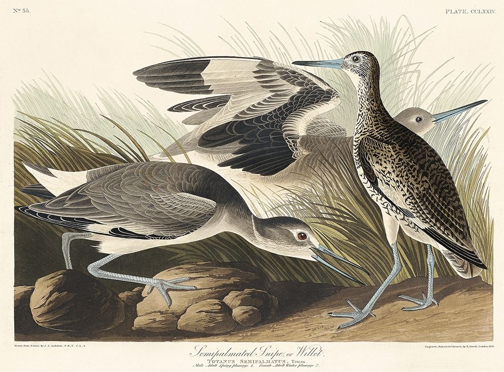 Semipalmated Snipe or Willet art print by John James Audubon for $57.95 CAD
