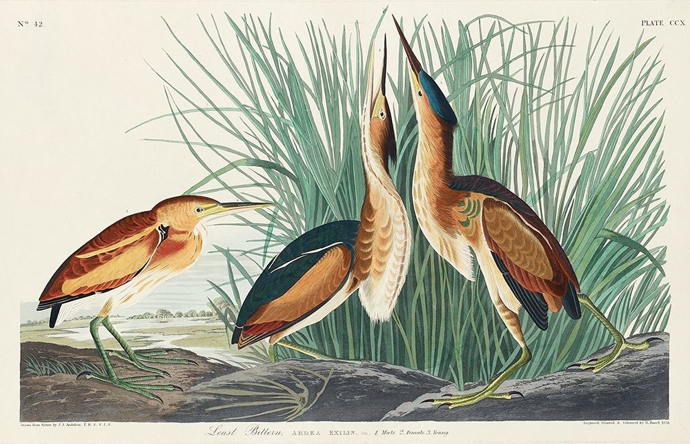 Least Bittern art print by John James Audubon for $57.95 CAD
