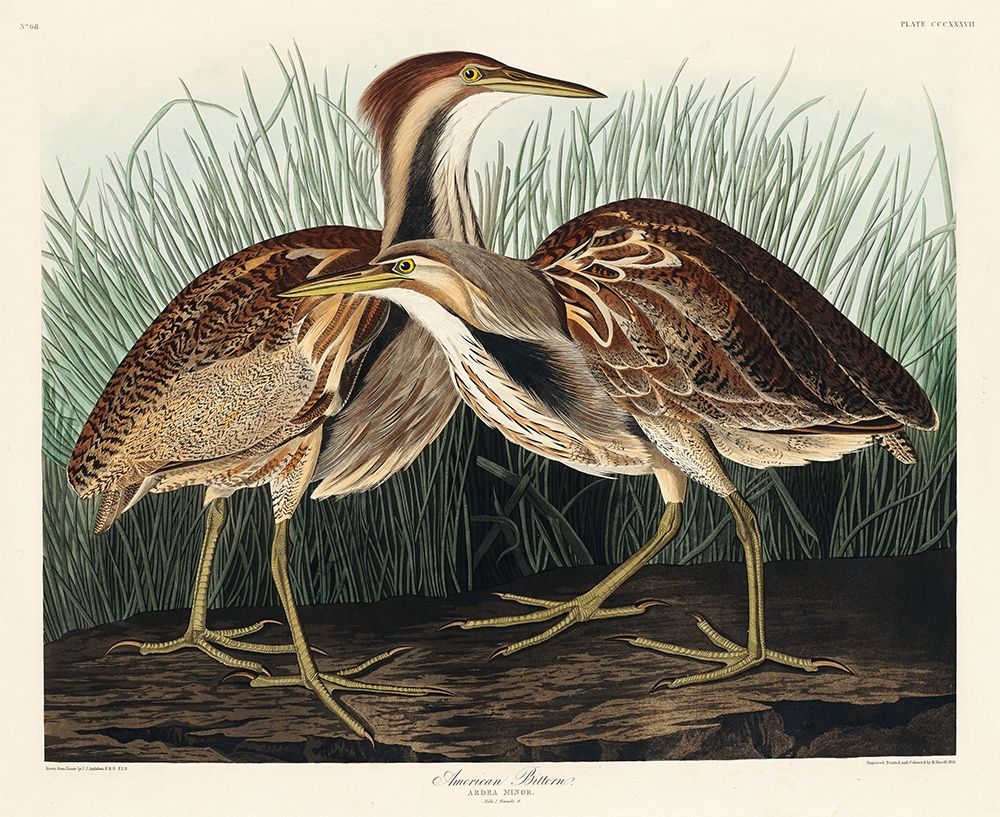 American Bittern art print by John James Audubon for $57.95 CAD