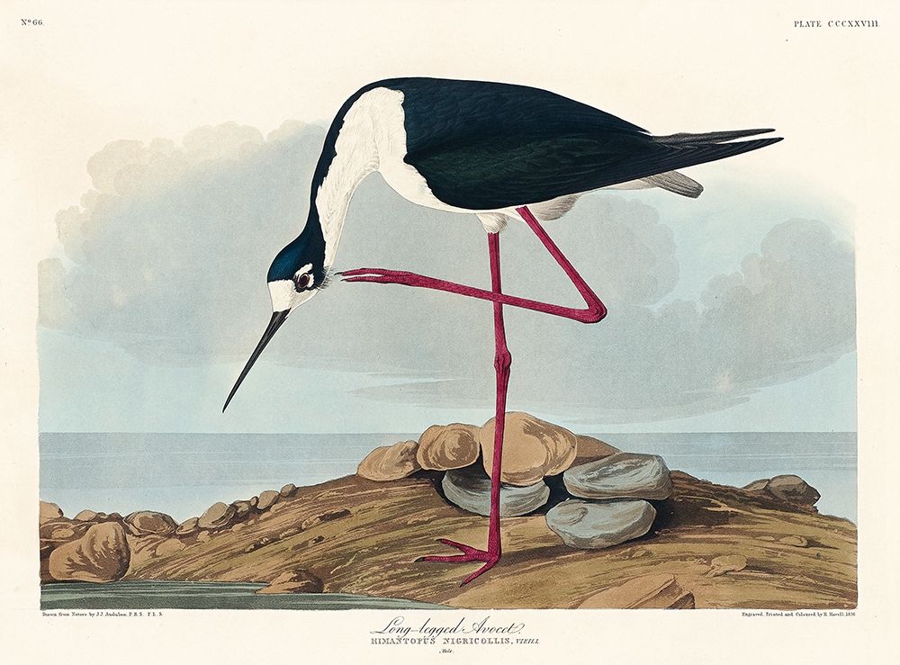 Long-legged Avocet art print by John James Audubon for $57.95 CAD