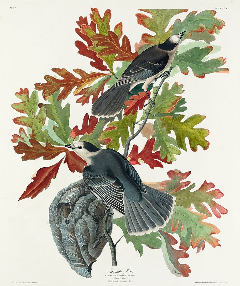 Canada JayÂ  art print by John James Audubon for $57.95 CAD