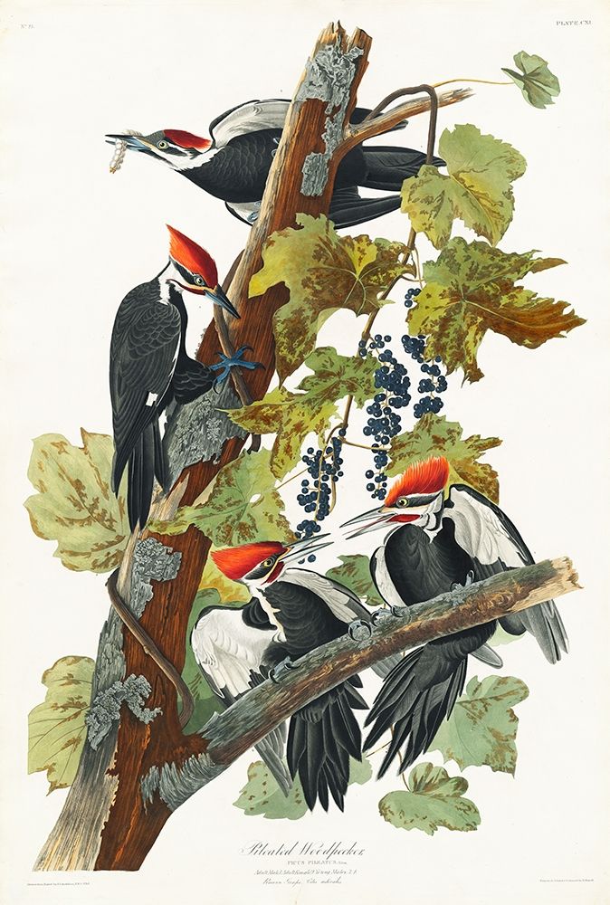 Pileated Woodpecker art print by John James Audubon for $57.95 CAD