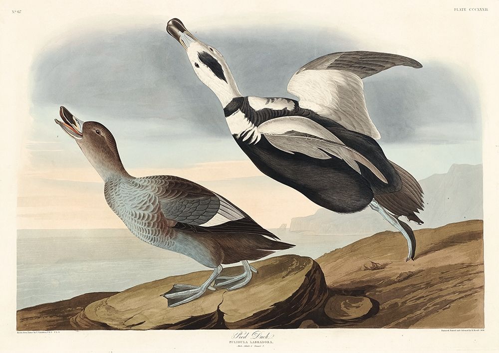 Pied Duck art print by John James Audubon for $57.95 CAD