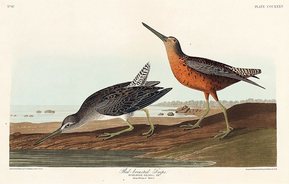 Red-breasted Snipe art print by John James Audubon for $57.95 CAD