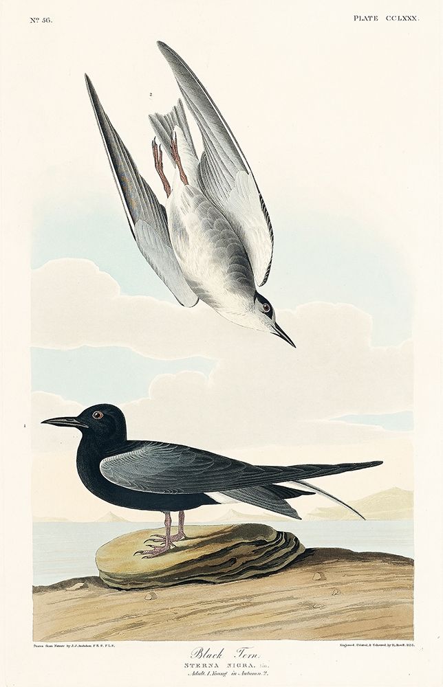 Black Tern art print by John James Audubon for $57.95 CAD