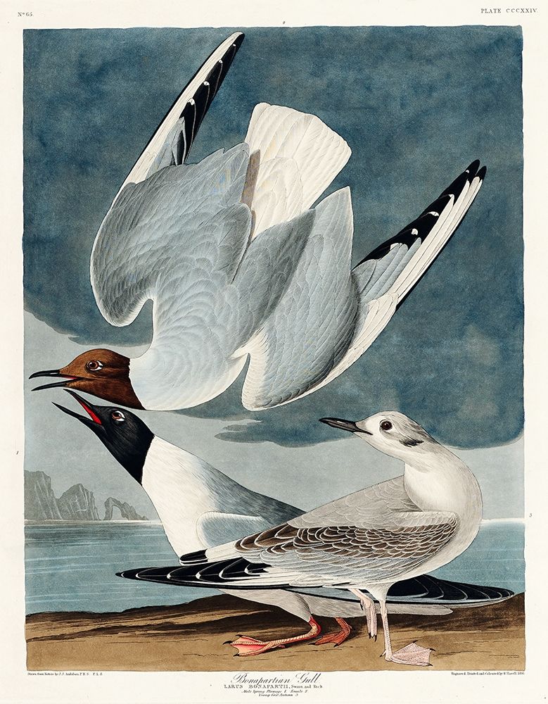 Bonapartian Gull art print by John James Audubon for $57.95 CAD