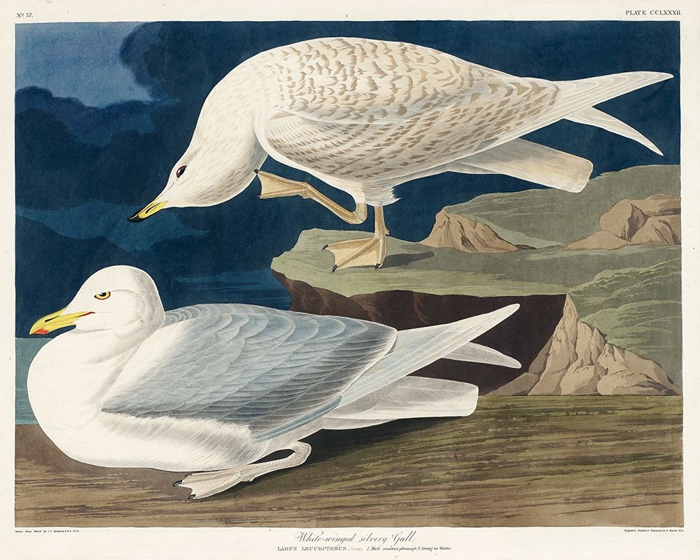White-winged silvery Gull art print by John James Audubon for $57.95 CAD