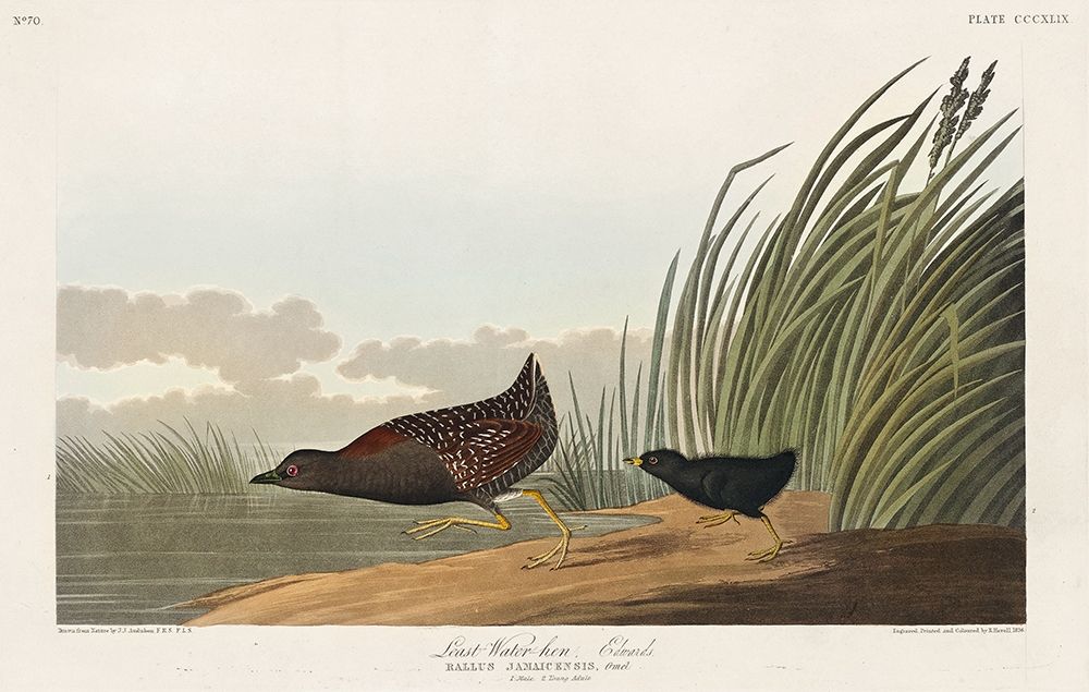 Least Water-hen art print by John James Audubon for $57.95 CAD