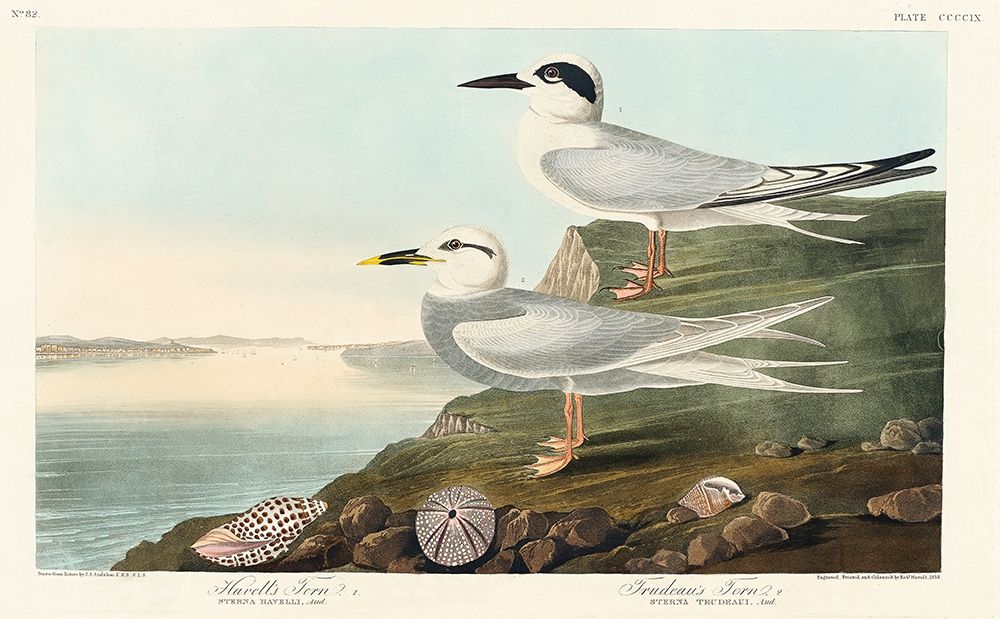 Havells Tern and Trudeaus TernÂ  art print by John James Audubon for $57.95 CAD
