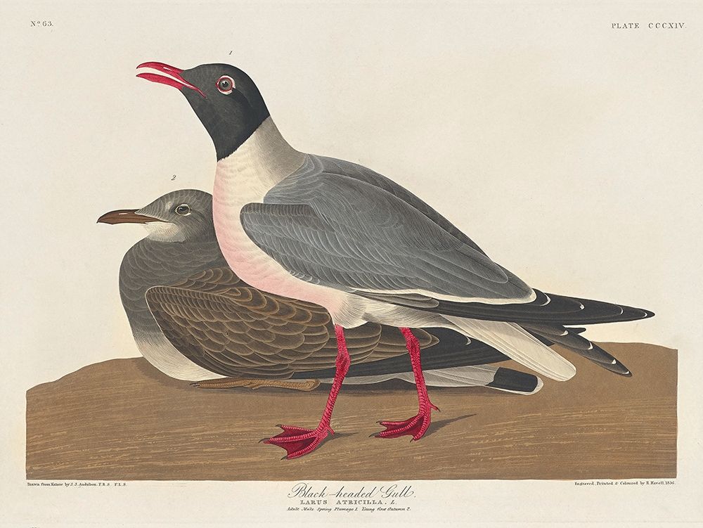 Black-headed Gull art print by John James Audubon for $57.95 CAD