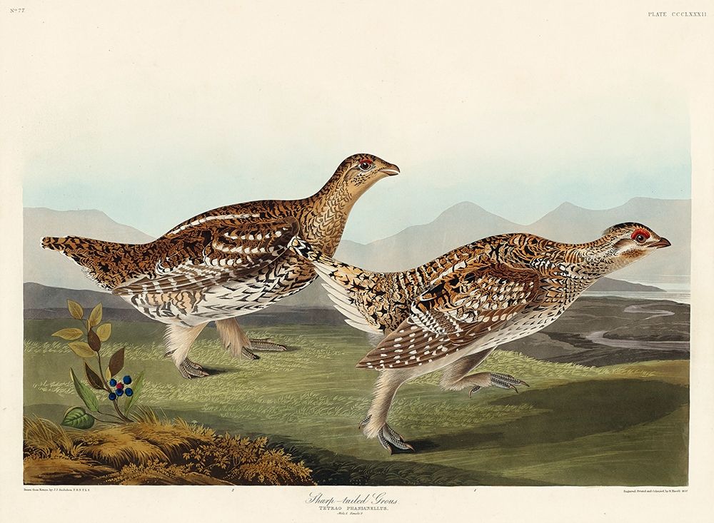 Sharp-tailed Grouse art print by John James Audubon for $57.95 CAD