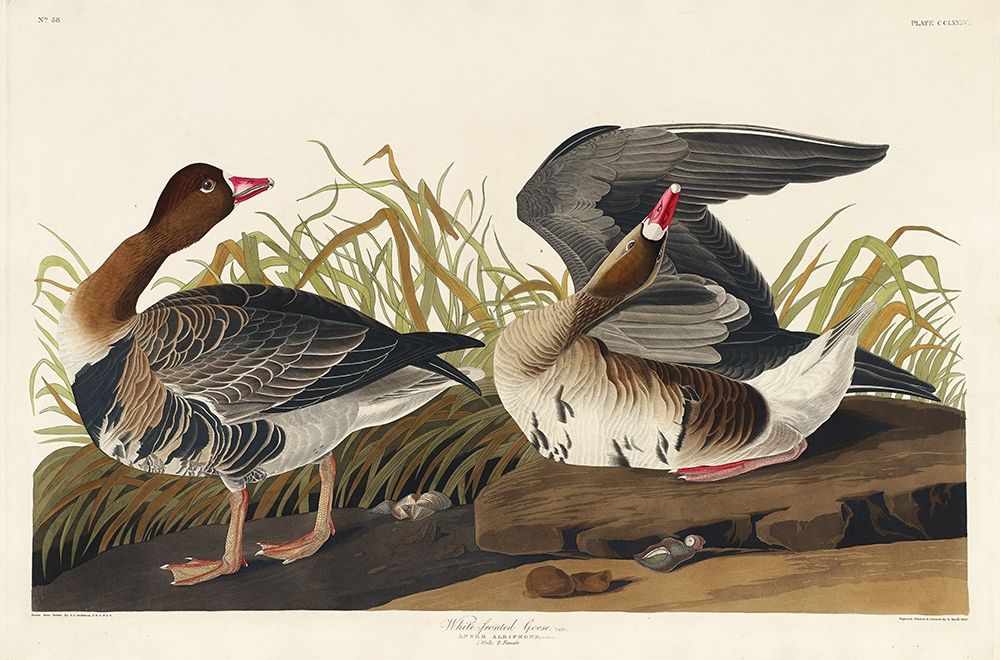 White-fronted Goose art print by John James Audubon for $57.95 CAD