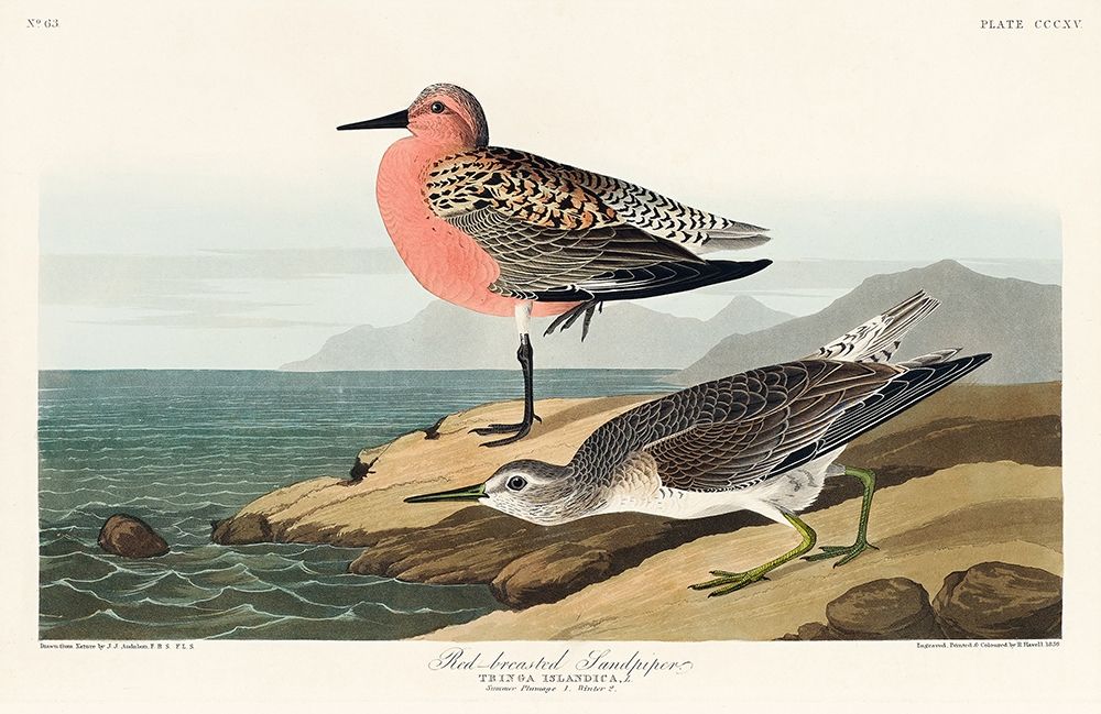 Red-breasted Sandpiper art print by John James Audubon for $57.95 CAD
