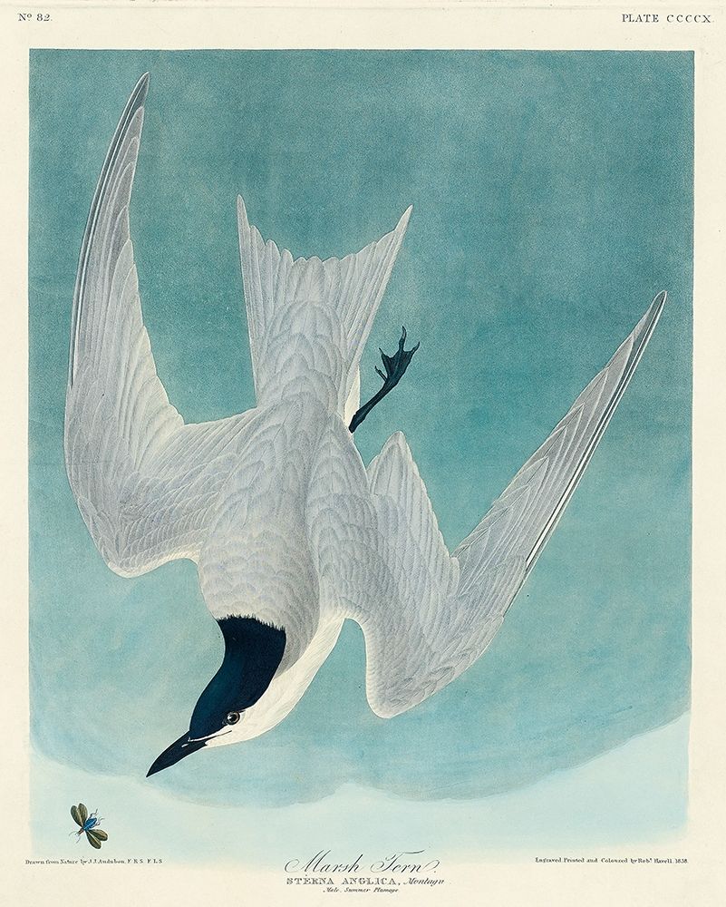 Marsh Tern art print by John James Audubon for $57.95 CAD
