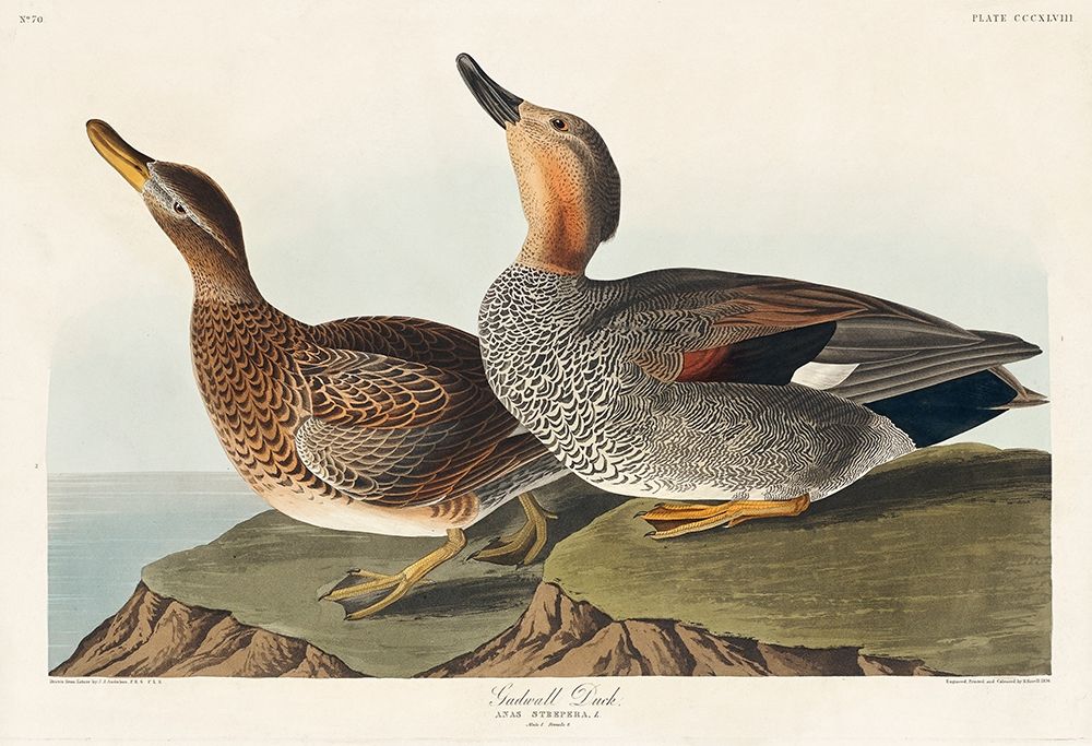 Gadwall Duck art print by John James Audubon for $57.95 CAD