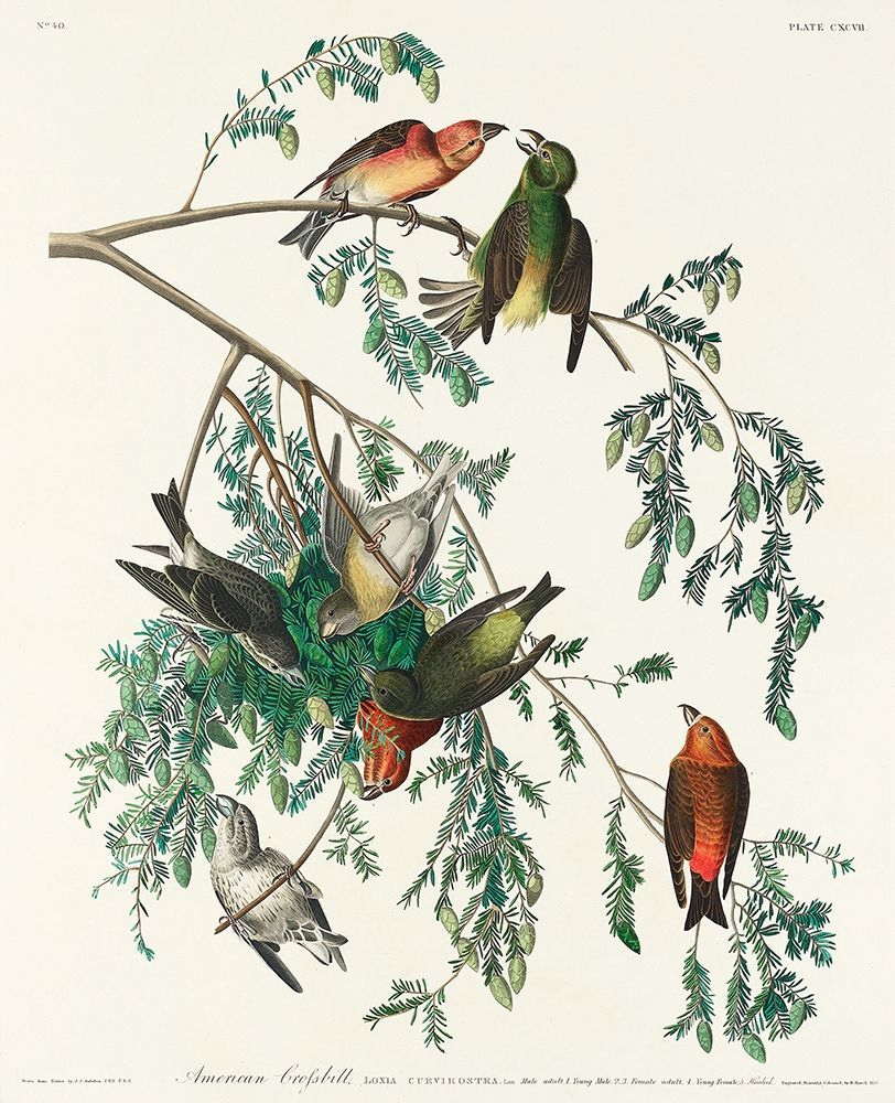 American Crossbill art print by John James Audubon for $57.95 CAD