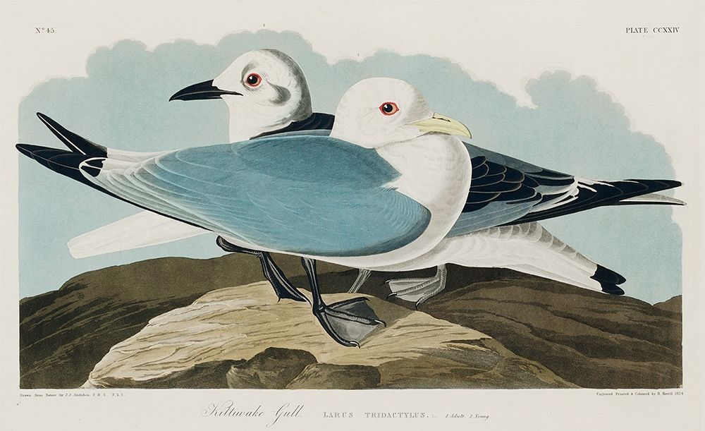 Kittiwake Gull art print by John James Audubon for $57.95 CAD