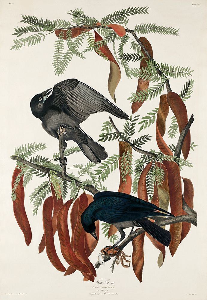 Fish Crow art print by John James Audubon for $57.95 CAD