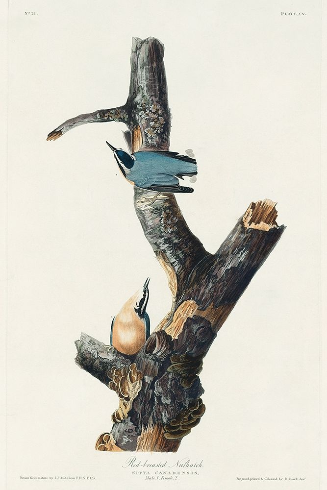 Red-breasted Nuthatch art print by John James Audubon for $57.95 CAD