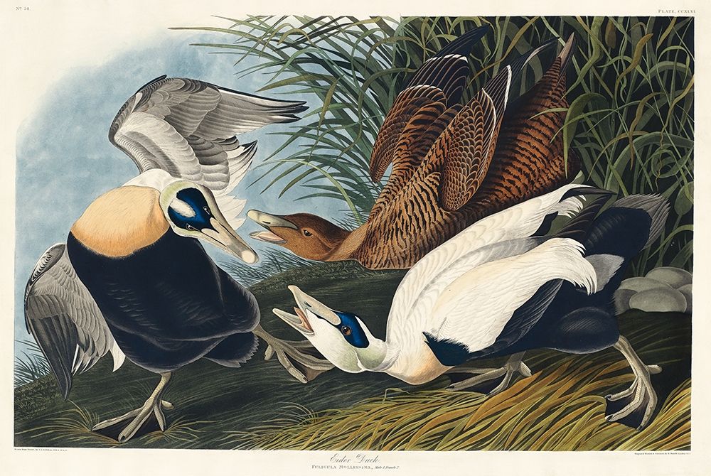 Eider Duck art print by John James Audubon for $57.95 CAD