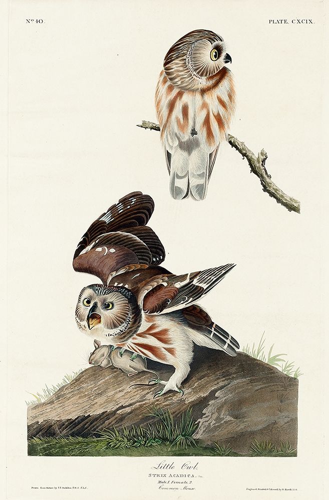 Little Owl art print by John James Audubon for $57.95 CAD