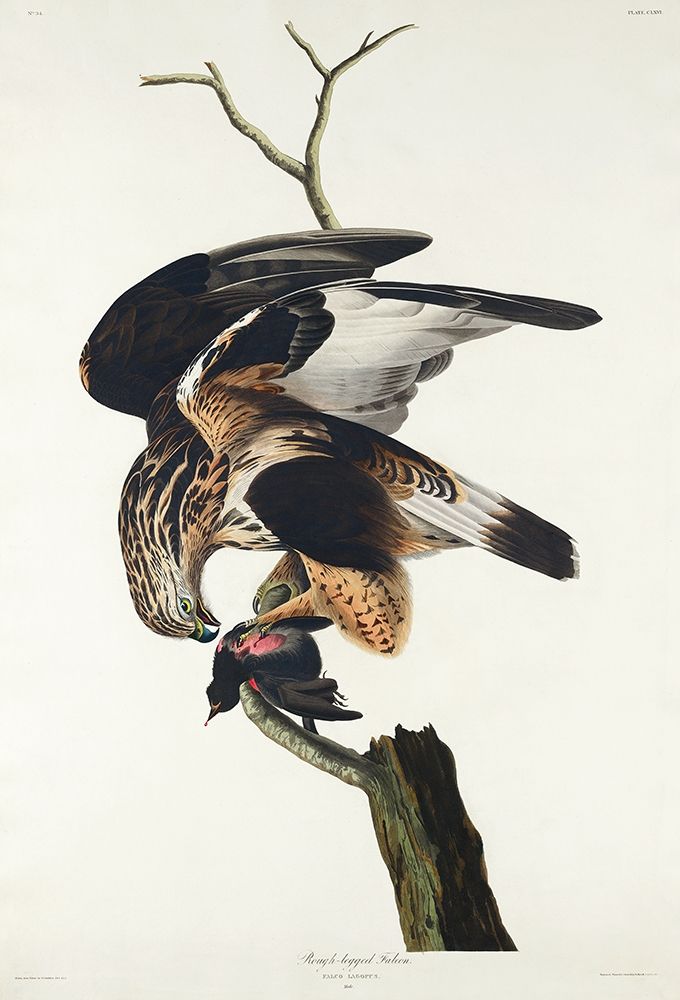 Rough-legged Falcon art print by John James Audubon for $57.95 CAD