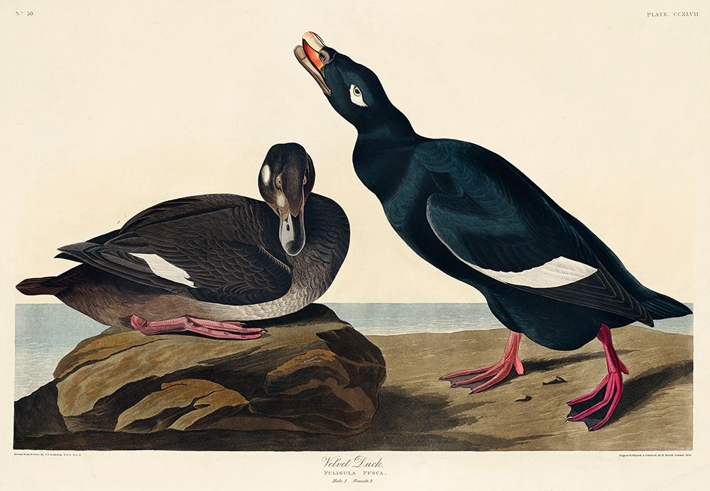 Velvet Duck art print by John James Audubon for $57.95 CAD