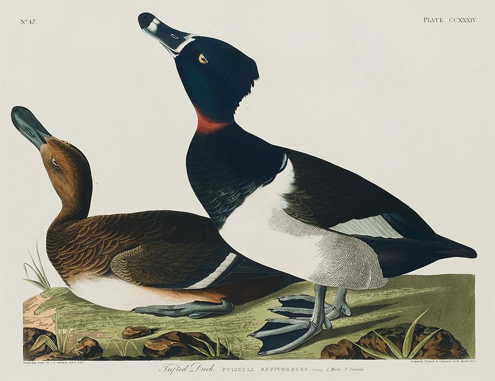 Ring-necked Duck art print by John James Audubon for $57.95 CAD