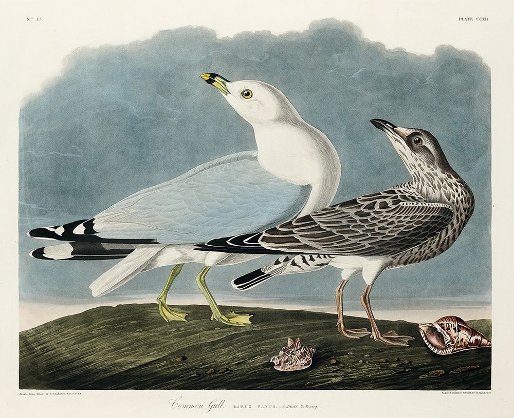 Common American Gull art print by John James Audubon for $57.95 CAD