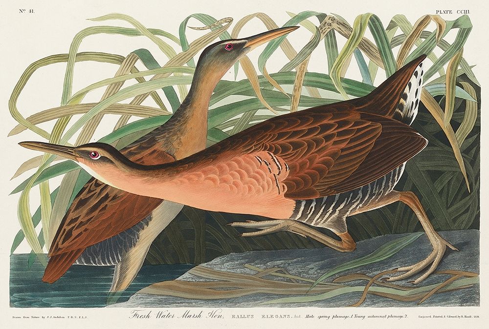 Fresh Water Marsh art print by John James Audubon for $57.95 CAD