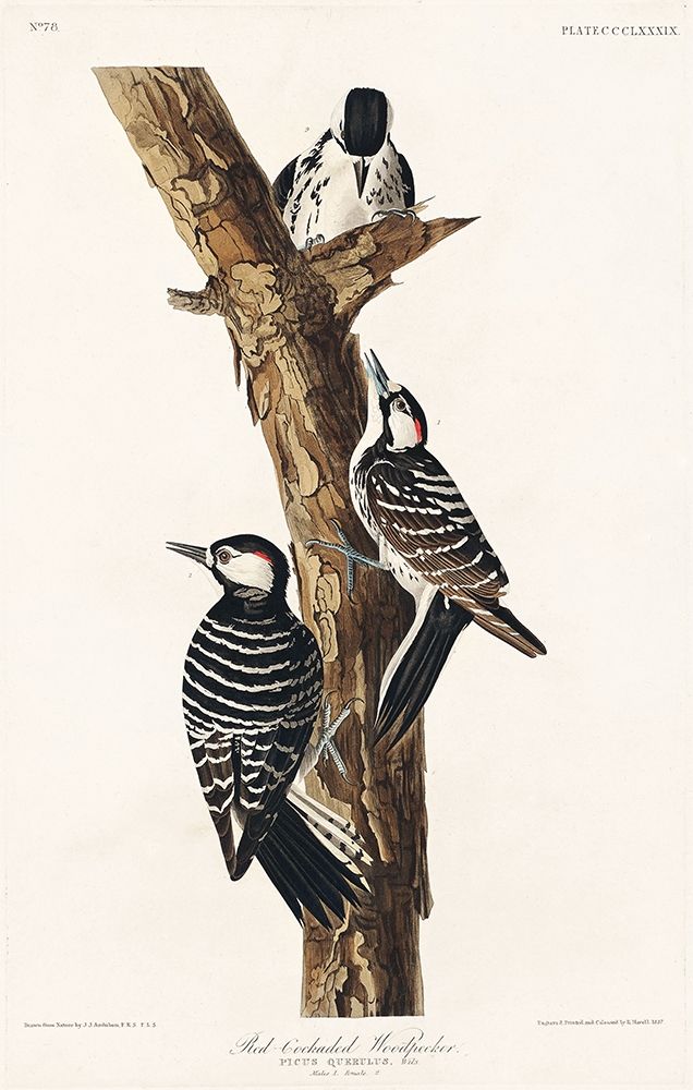 Red-Cockaded Woodpecker art print by John James Audubon for $57.95 CAD