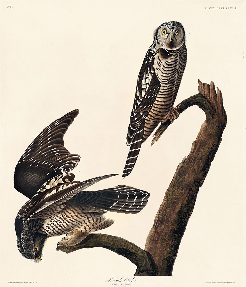 Hawk Owl art print by John James Audubon for $57.95 CAD