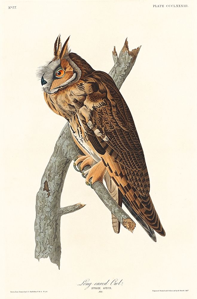 Long-eared Owl art print by John James Audubon for $57.95 CAD