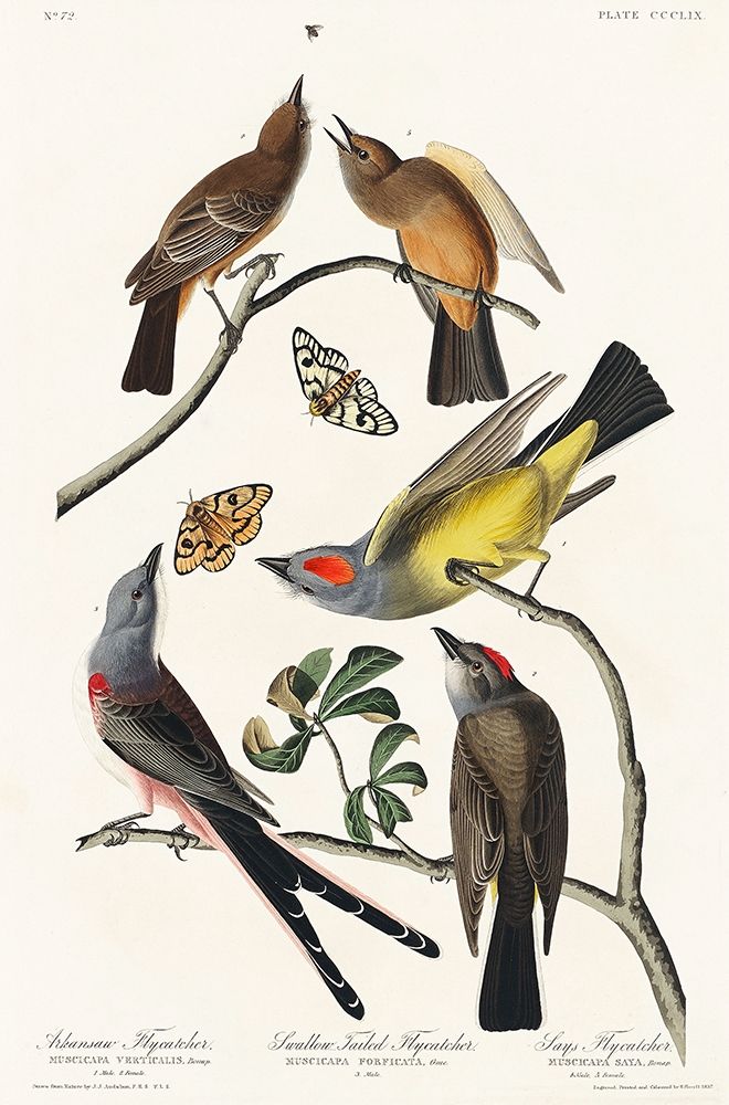 Arkansaw Flycatcher, Swallow-Tailed Flycatcher and Says Flycatcher art print by John James Audubon for $57.95 CAD