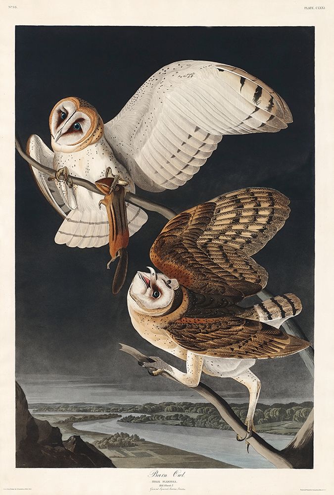 Barn OwlÂ  art print by John James Audubon for $57.95 CAD