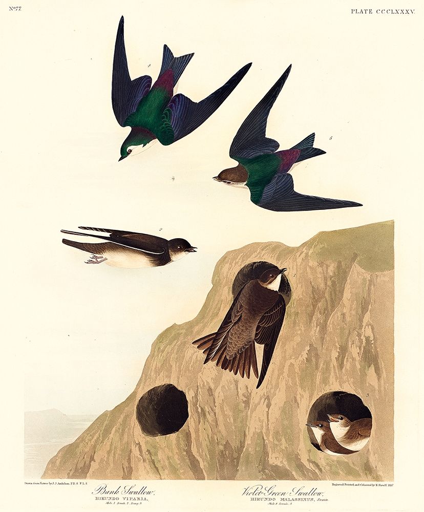 Bank Swallow and Violet-green Swallow art print by John James Audubon for $57.95 CAD