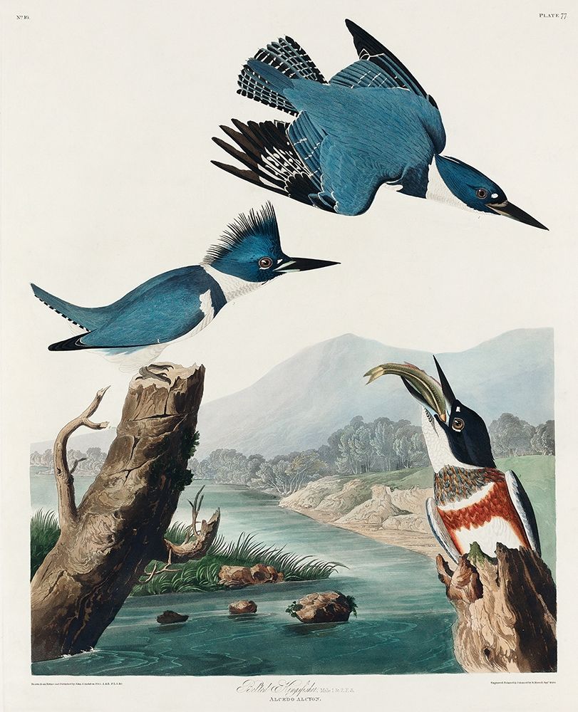 Belted Kingfisher art print by John James Audubon for $57.95 CAD