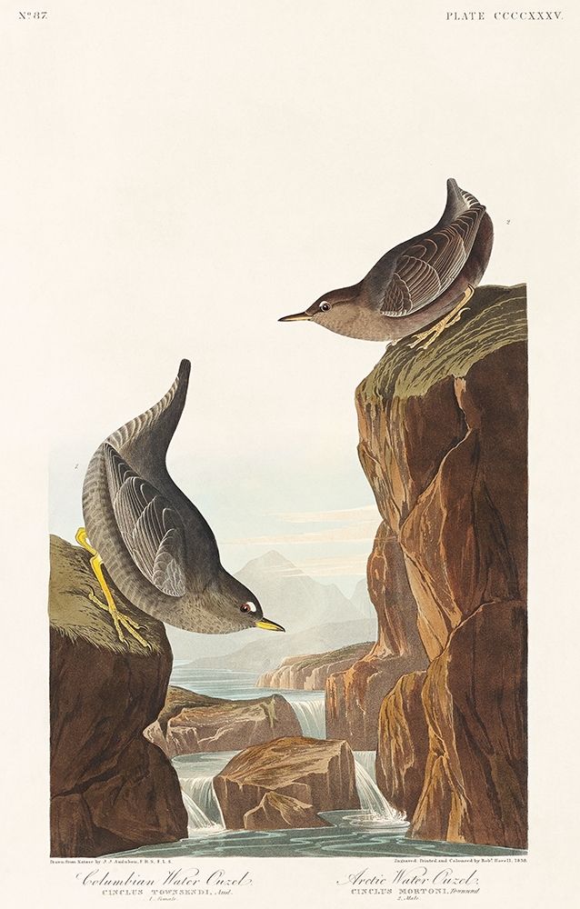 Columbian Water Ouzel and Arctic Water Ouzel art print by John James Audubon for $57.95 CAD