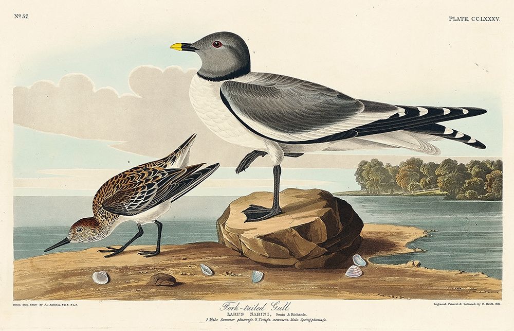 Fork-tailed Gull art print by John James Audubon for $57.95 CAD