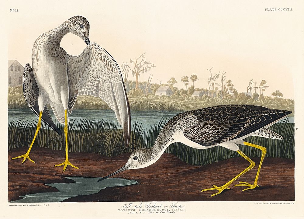 Tell-tale Godwit or Snipe art print by John James Audubon for $57.95 CAD