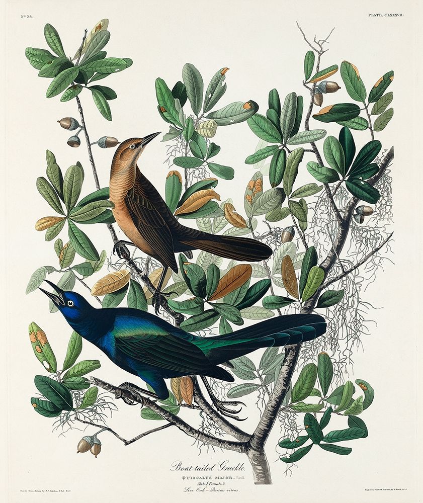 Boat-tailed Grackle art print by John James Audubon for $57.95 CAD