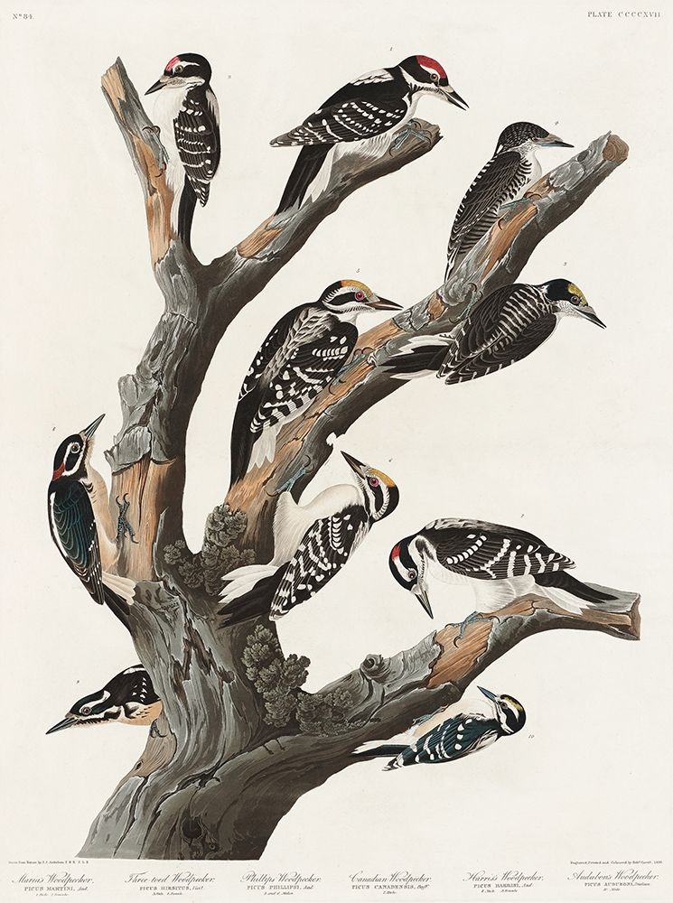 Marias Woodpecker art print by John James Audubon for $57.95 CAD