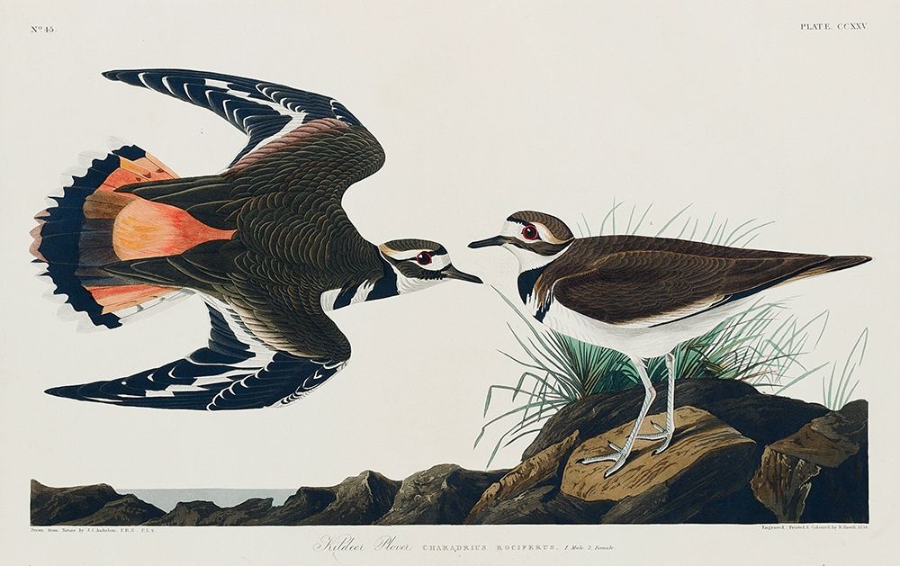 Kildeer Plover art print by John James Audubon for $57.95 CAD