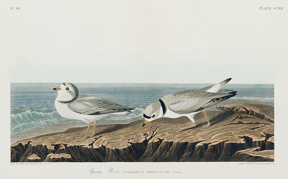 Piping Plover art print by John James Audubon for $57.95 CAD