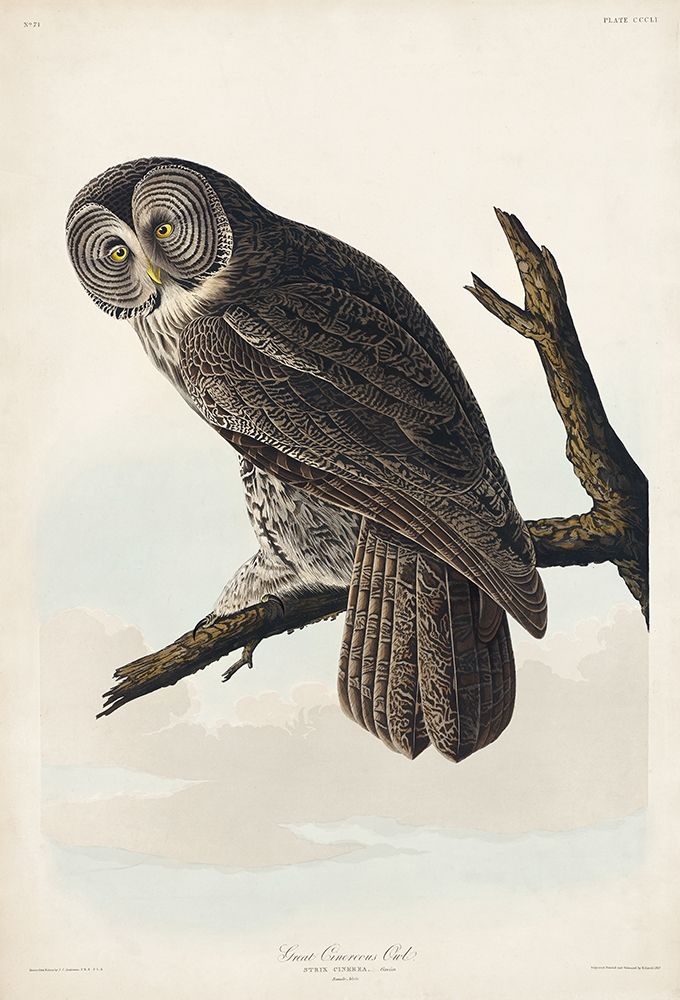 Great Cinereous Owl art print by John James Audubon for $57.95 CAD