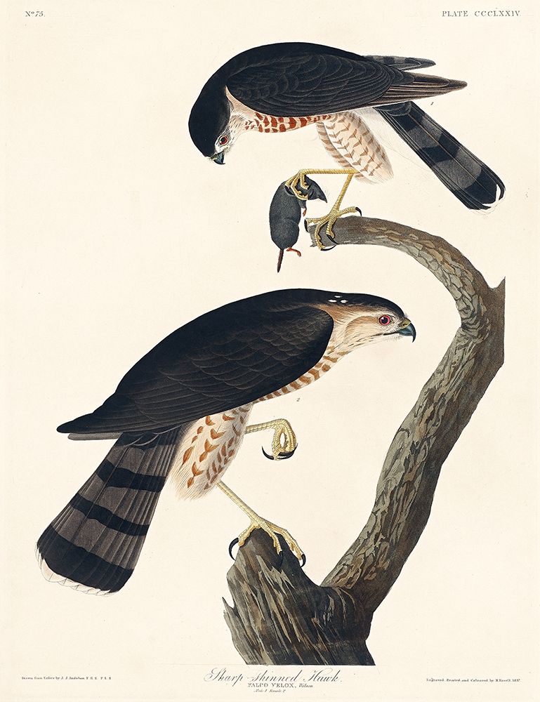 Sharp-shinned Hawk art print by John James Audubon for $57.95 CAD