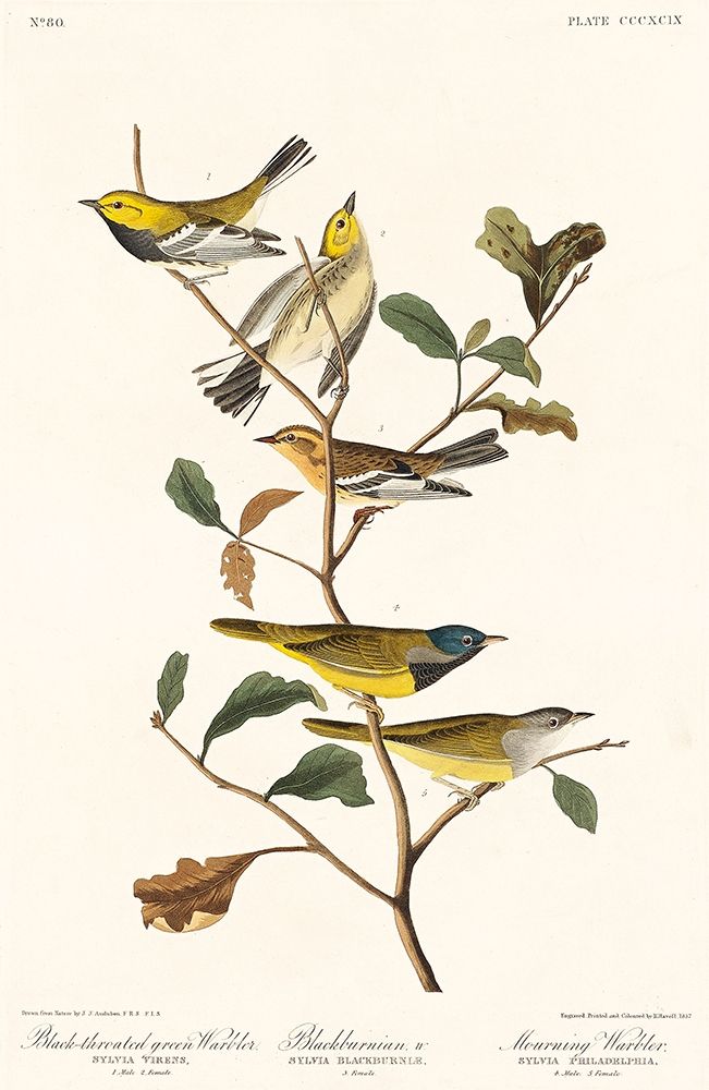 Black-throated green Warbler, Blackburnian and Mourning WarblerÂ  art print by John James Audubon for $57.95 CAD