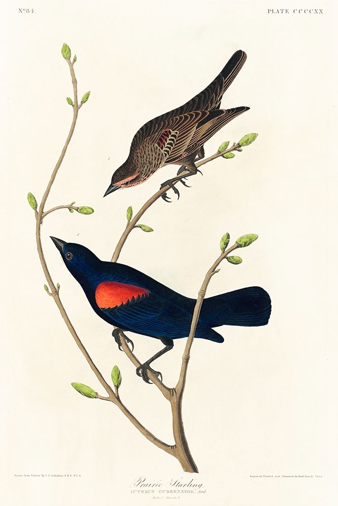 Prairie Starling art print by John James Audubon for $57.95 CAD