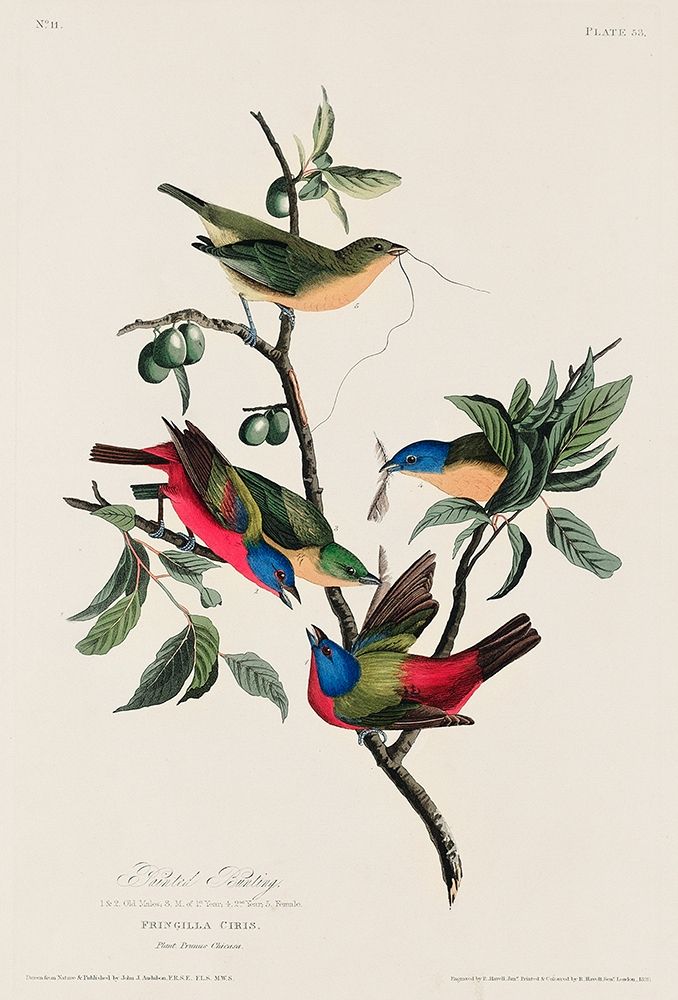 Painted Finch art print by John James Audubon for $57.95 CAD